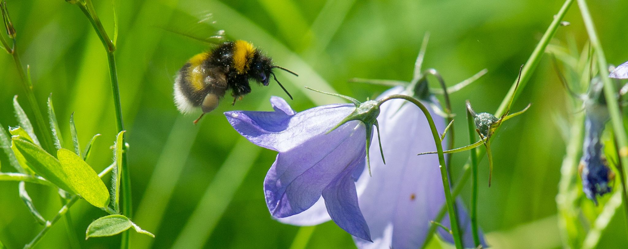 Module 2: Compare traditional maps with Green Infrastructure maps