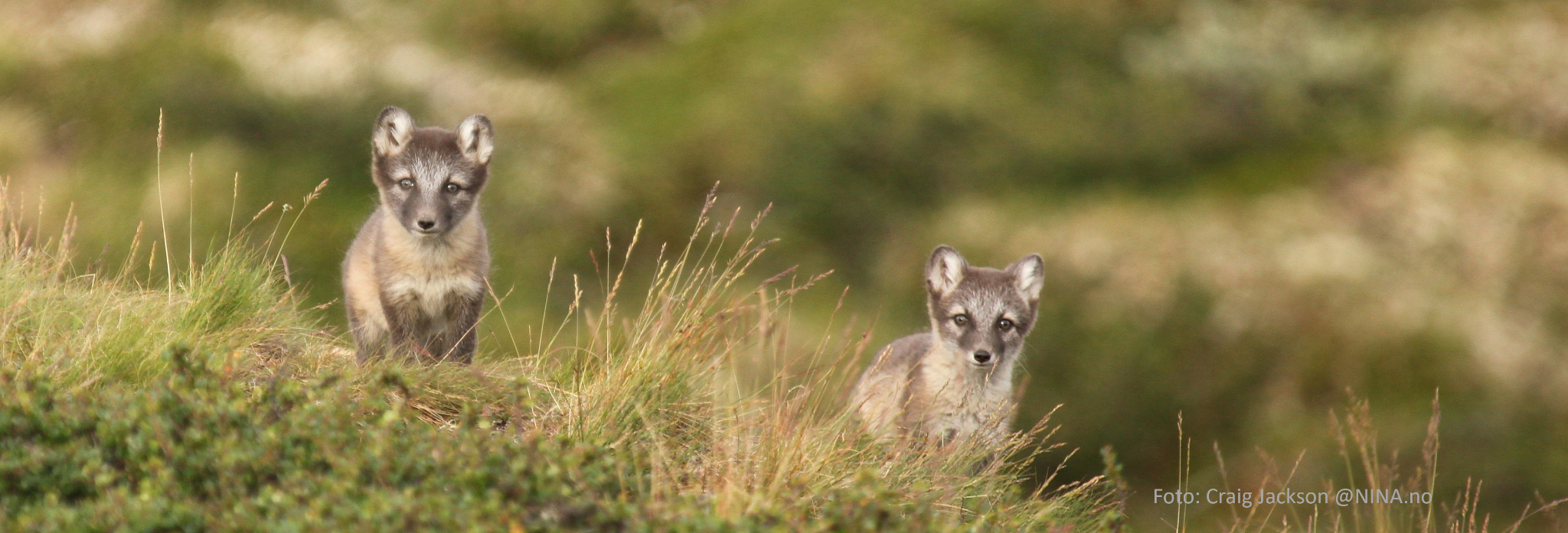 Module 3: Land Prioritization - Multispecies